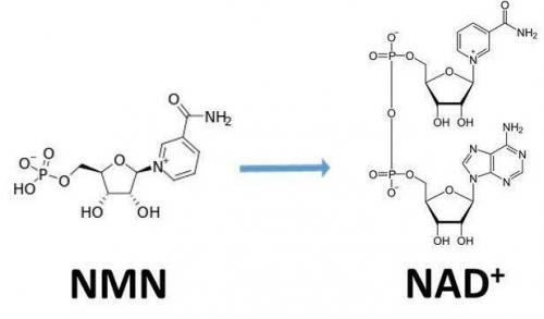 從生物學角度看NMN:為何能延緩衰老和提高免疫力？