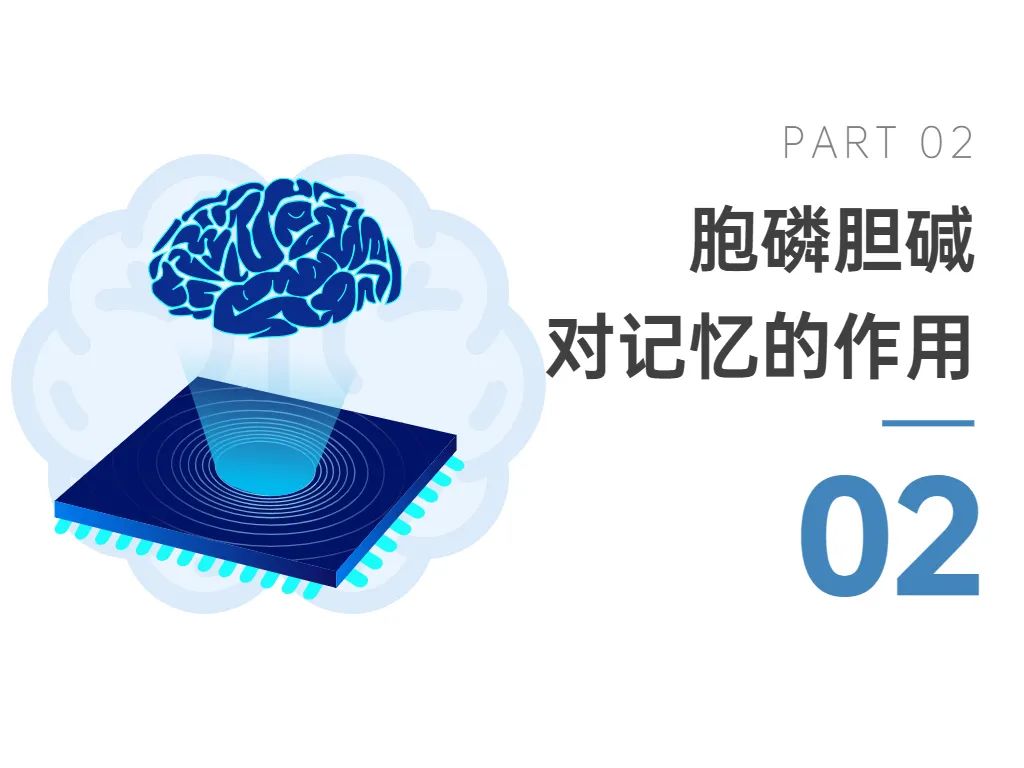 02胞磷膽堿對記憶的作用 02胞磷膽堿對記憶的作用